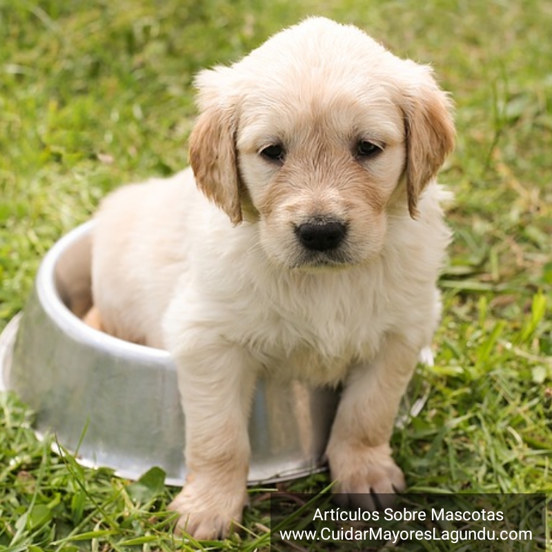 Articulos Sobre Mascotas en Guipuzcoa Gipuzkoa